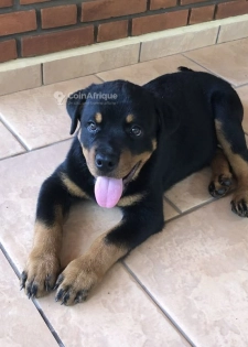 Rotweiller