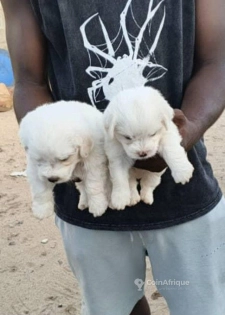 Chiots