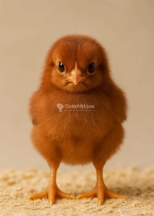 Poussin
