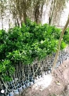 Ets pépinière agro vente de pépinière