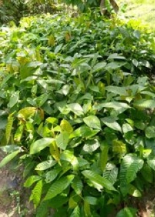 Pépinière de cacao et de poivrier