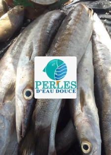 🐟✨ PERLES D’EAU DOUCE – LA FRAÎCHEUR QUI FAIT LA DIFFÉRENCE ✨🦐