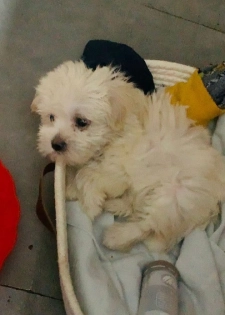 Je cherche un parent pour mon loulou 